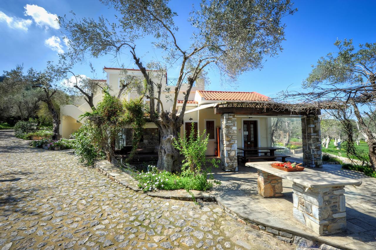 ελαιώνας της γέρας Marmaro (Lesbos)